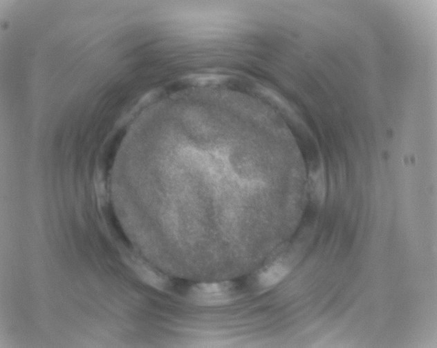 X0000070400381200606302017