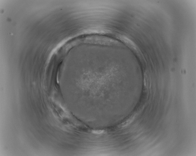 X0000070400388200606302016