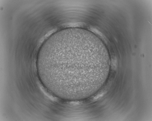 X0000070400394200606302016