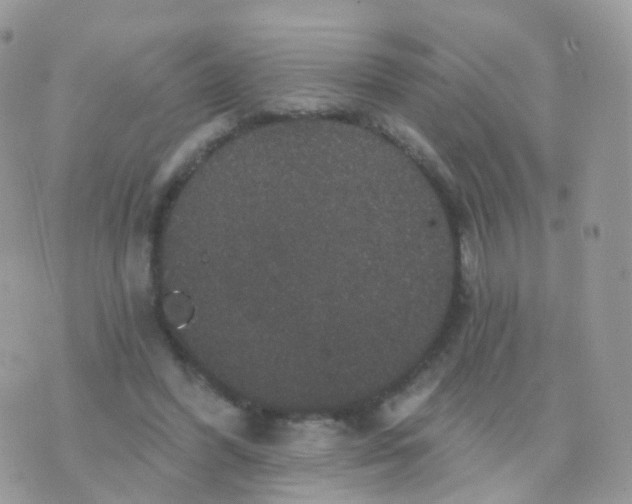 X0000070400396200606302016