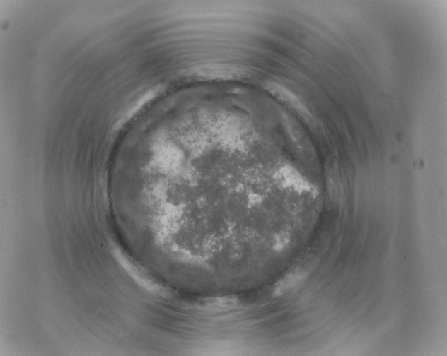 X0000070400398200606302016