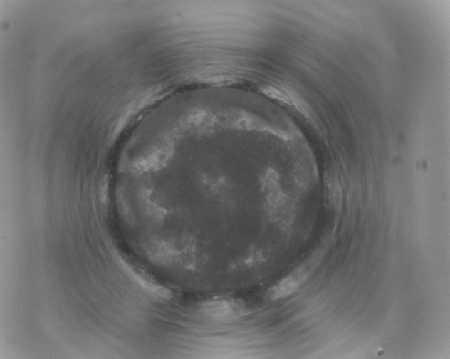 X0000070400404200606302016