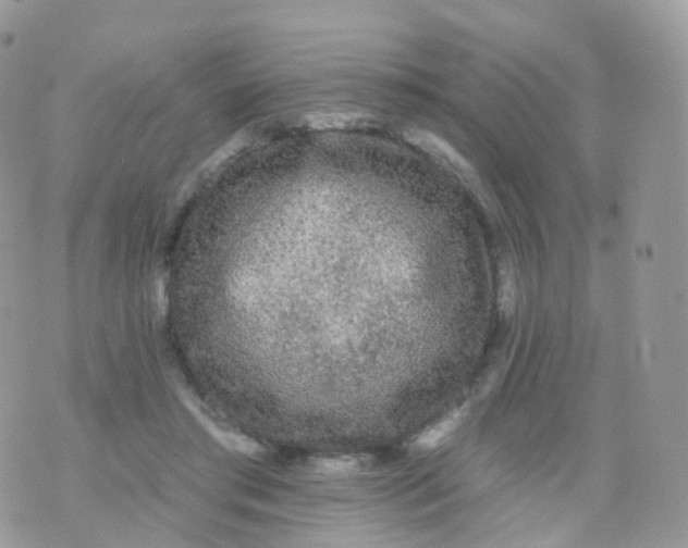 X0000070400405200606302016