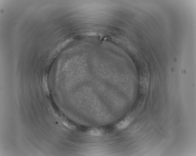 X0000070400416200606302016