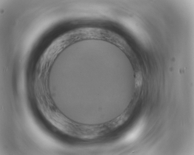 X0000070400431200606302016