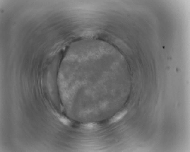 X0000070400432200606302016