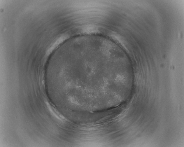 X0000070400443200606302015