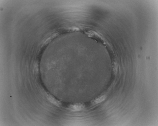 X0000070400466200606302016