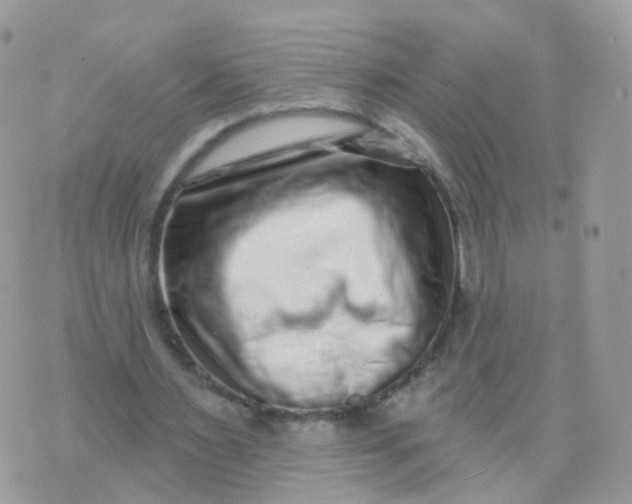 X0000070400483200606302015