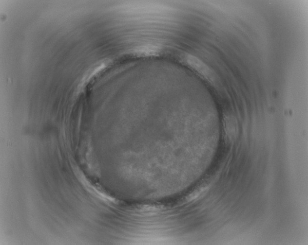 X0000070400494200606302015