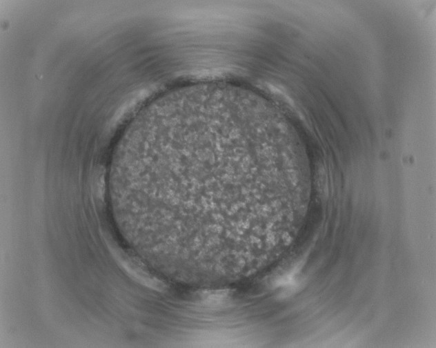 X0000070400495200606302015