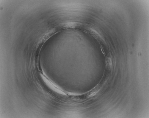 X0000070400504200606302015