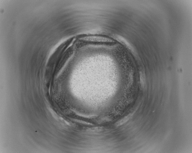 X0000070400532200606302013