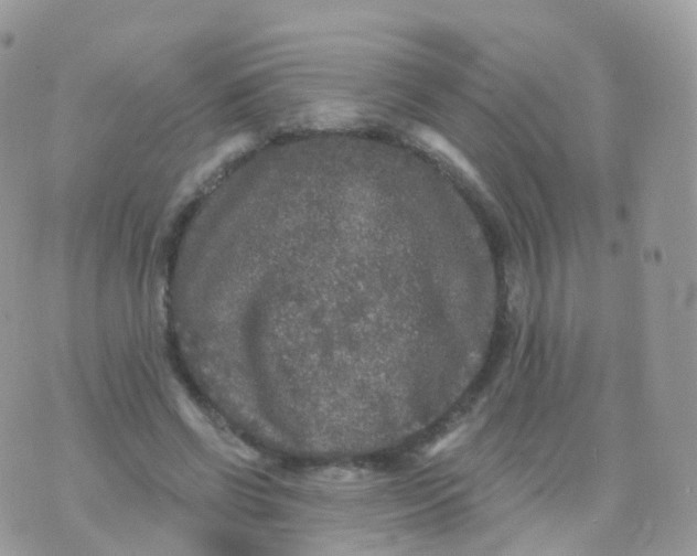 X0000070400542200606302014