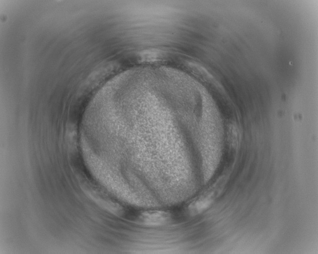 X0000070400557200606302014