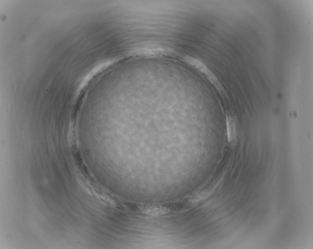 X0000070400579200606302013