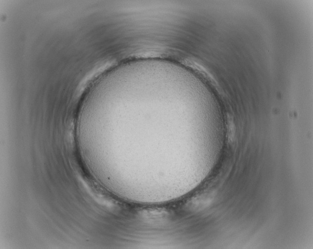 X0000070400586200606302013