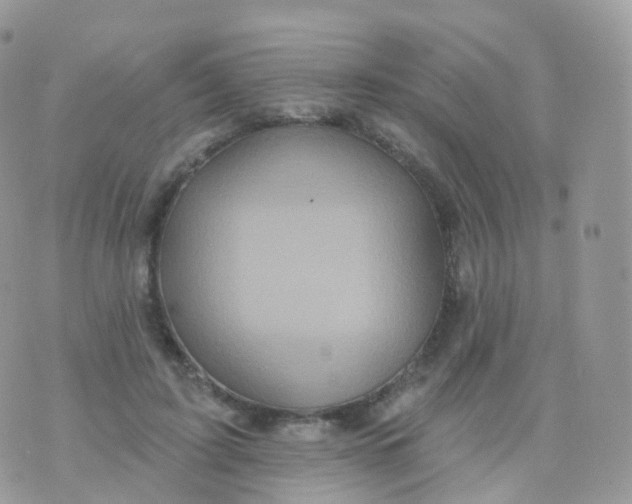 X0000070400595200606302013