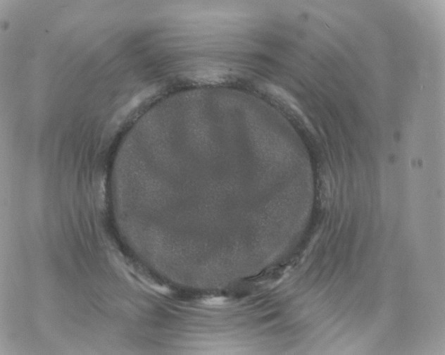 X0000070400596200606302013