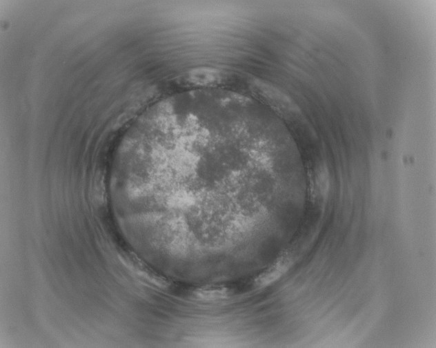 X0000070400606200606302013