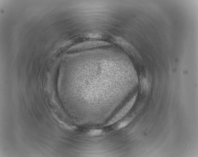 X0000070400609200606302013