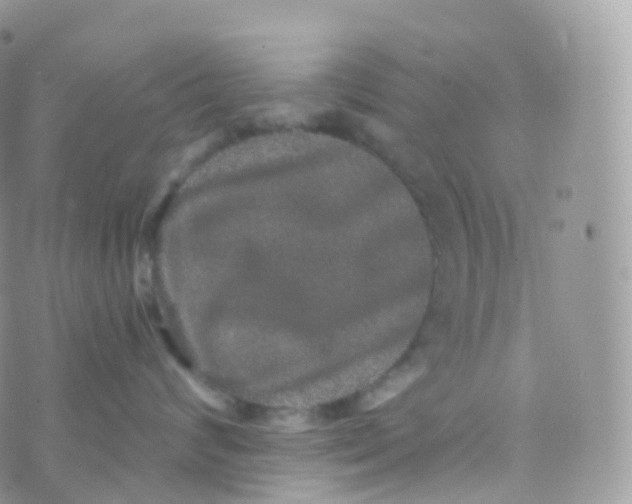 X0000070400624200606302013