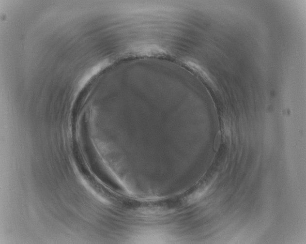 X0000070400630200606302012