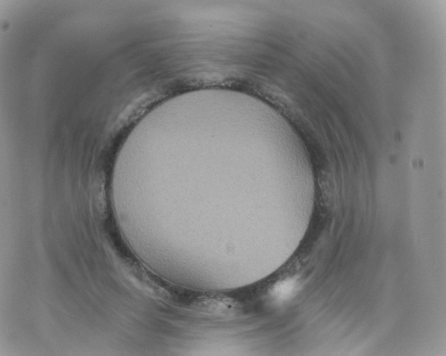 X0000070400642200606302012