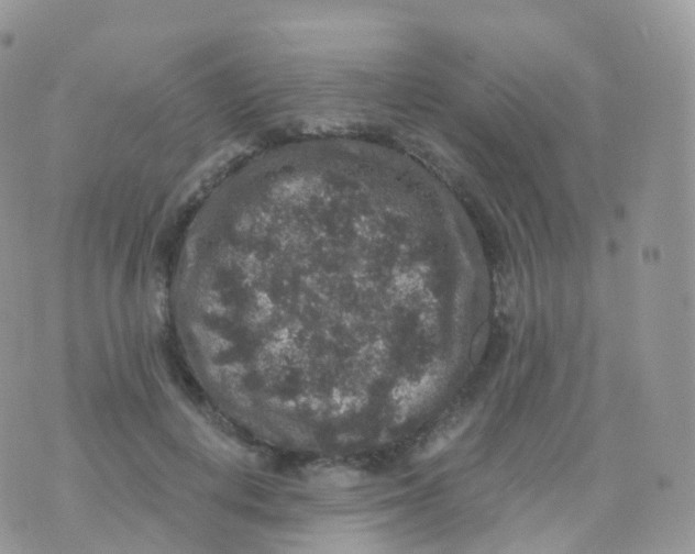 X0000070400648200606302012