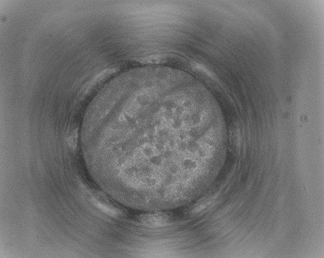 X0000070400652200606302012