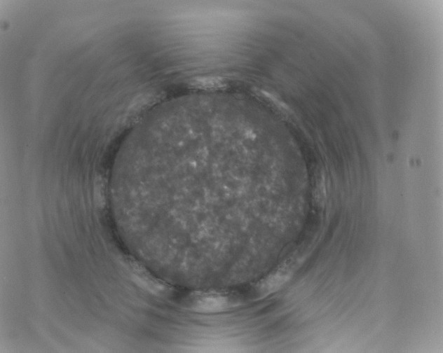 X0000070400658200606302012