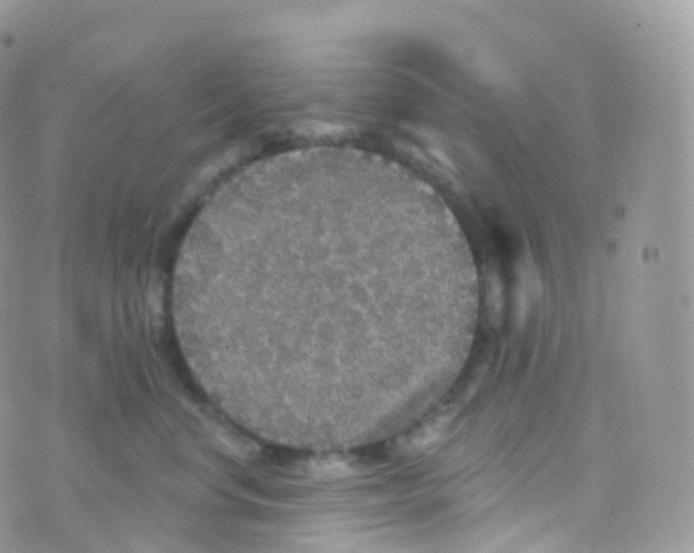 X0000070400668200606302013