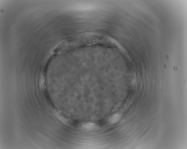 X0000070400669200606302013