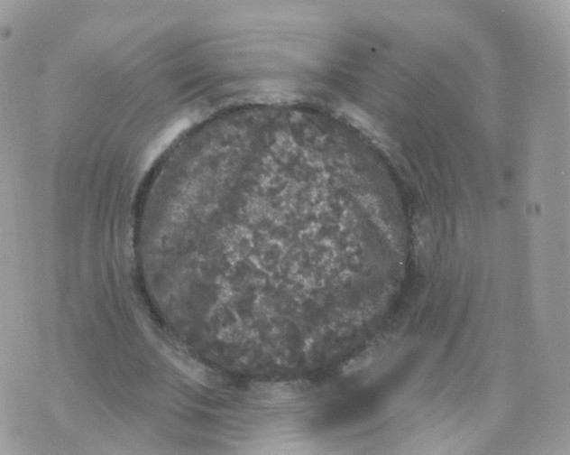 X0000070400679200606302012