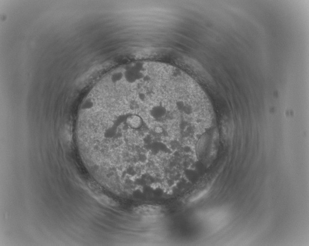 X0000070400691200606302012