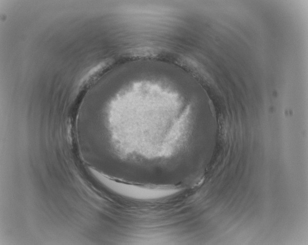 X0000070400692200606302011