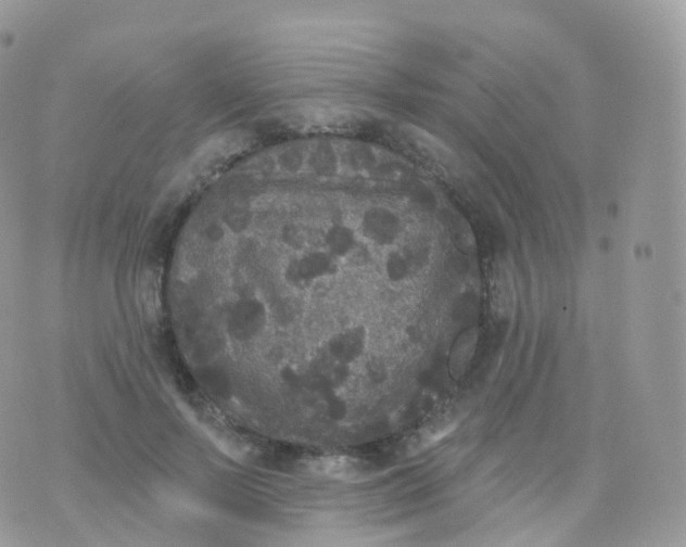 X0000070400695200606302011