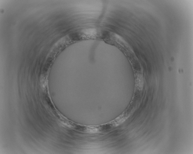 X0000070400701200606302011