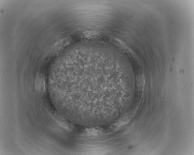 X0000070400703200606302011