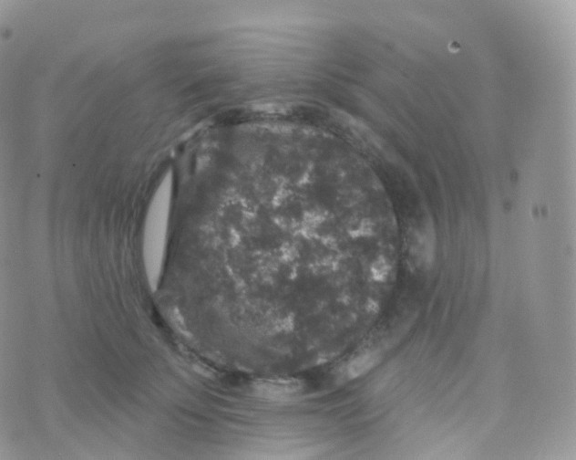 X0000070400707200606302011