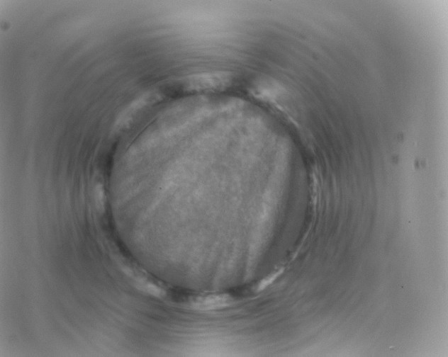 X0000070400716200606302011