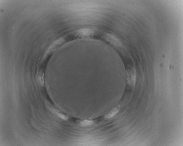 X0000070400718200606302011