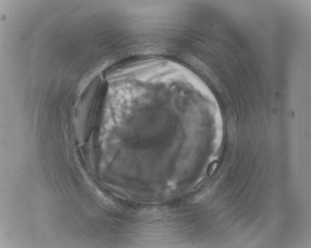 X0000070400721200606302010