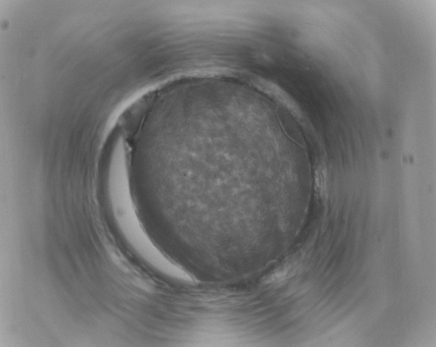 X0000070400724200606302010