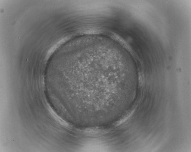 X0000070400725200606302010