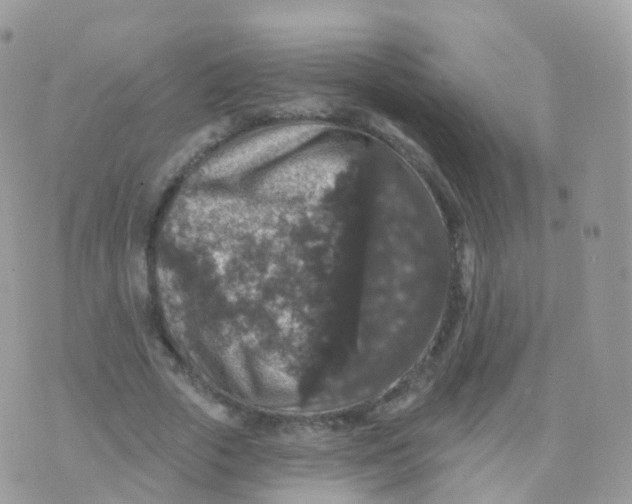 X0000070400729200606302010