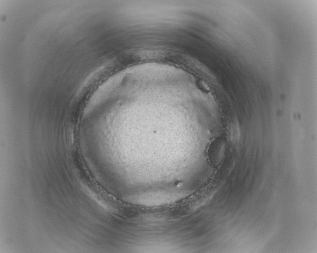 X0000070400733200606302010