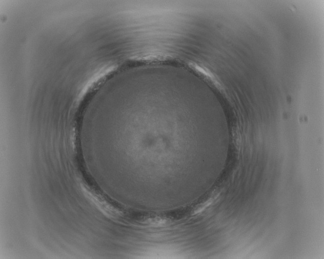 X0000070400735200606302010