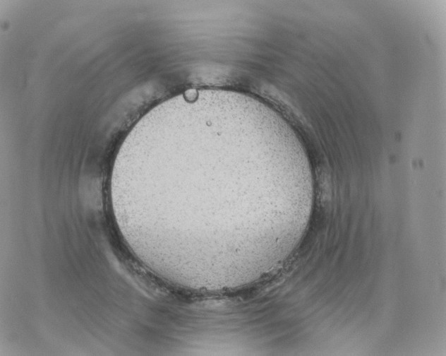 X0000070400738200606302011