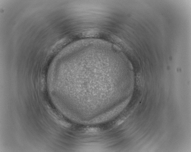 X0000070400741200606302011